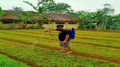 Petani