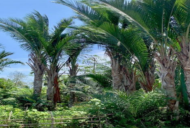 Pasar